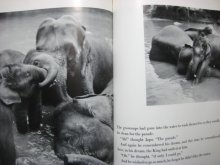 他の写真2: イーラ「THE LITTLE ELEPHANT」1956年