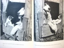 他の写真3: ヴァーツラフ・ジル「The Adventures of Susy the kitten」1963年