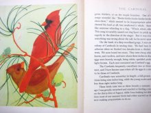 他の写真3: ファーン・ビーセル・ピート「THE BIRD BOOK」1931年