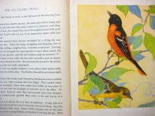 他の写真1: ファーン・ビーセル・ピート「THE BIRD BOOK」1931年