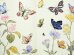 画像6: マーシャ・ブラウン「All Butterflies」1974年 (6)