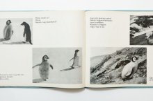 他の写真3: アレクサンドル・コチェトコフ「Egy pingvinfioka tortenete」1973年