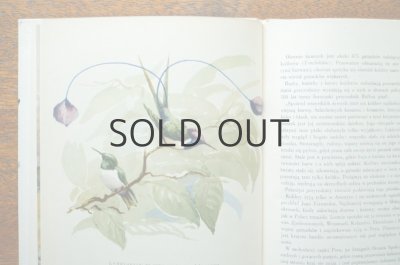 画像6: 【古本】Kolibry 1960年