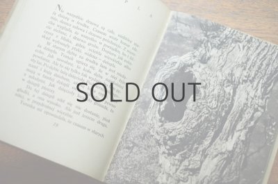 画像4: 【古本】SLONECZNE LATO 1952年