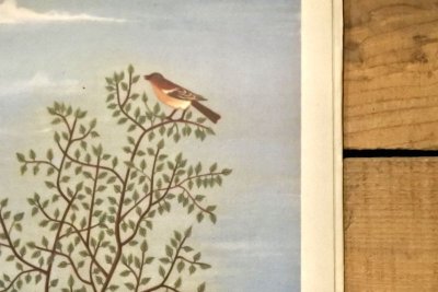 画像6: 【古本】1954年(Cuda i dziwy)