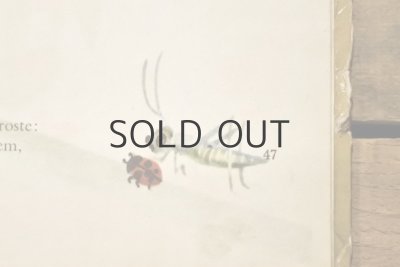 画像14: 【古本】1965年（GLOBUS）