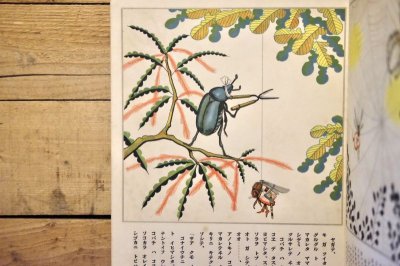 画像5: 【古本】昭和13年（観察繪本 キンダーブック 第11輯・第7編 ミツバチノコ）