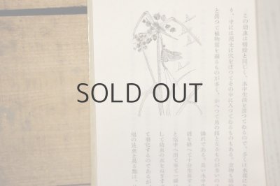 画像8: 【古本】昭和16年(日本昆虫記)