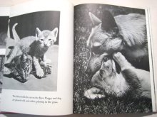 他の写真2: イーラ・写真絵本「Baby Animals」