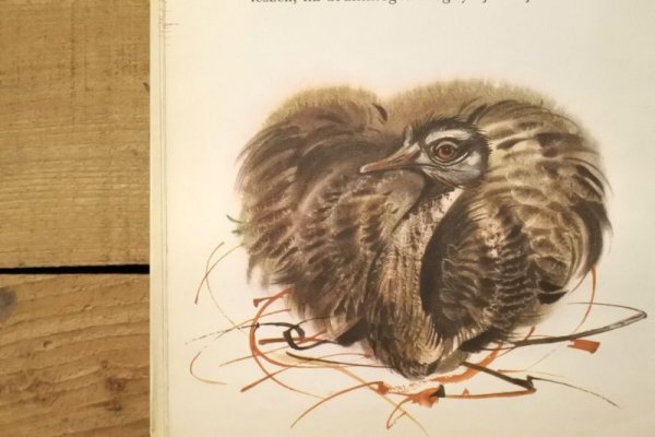 画像11: 【古本】1981年（Medvekeresztelő） (11)